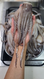 Air-dried Squid